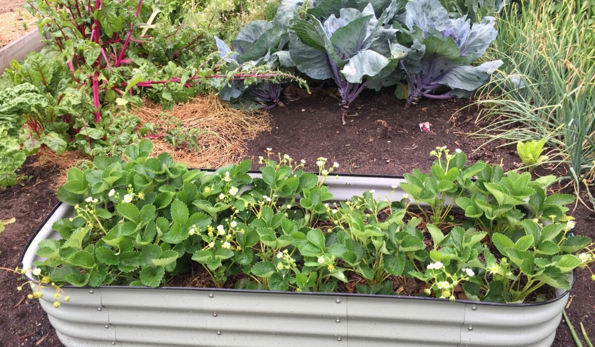 Raised Garden Bed kit