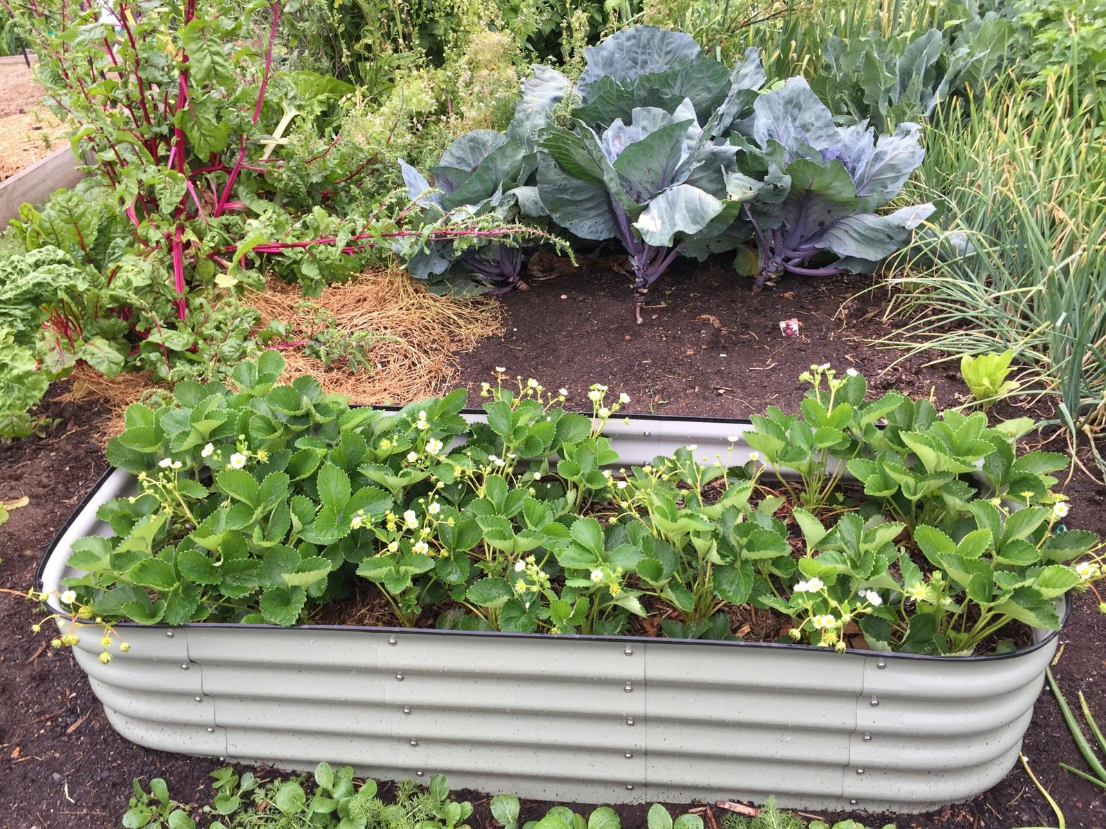 Read more about the article Buy The Best Raised Garden Bed (Reviewed)